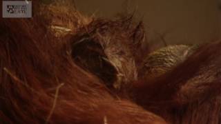 Orang-utan Gives Birth and Breast Feeds Her Baby (Camera 2)
