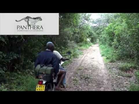 Anthony Kanundu's Research on the African Golden Cat in Kenya