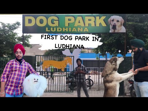 FIRST DOG PARK IN LUDHIANA #ludhiana #dog #dogpark #dog