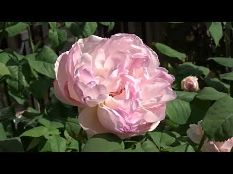 Rosa ´Sharifa Asma´