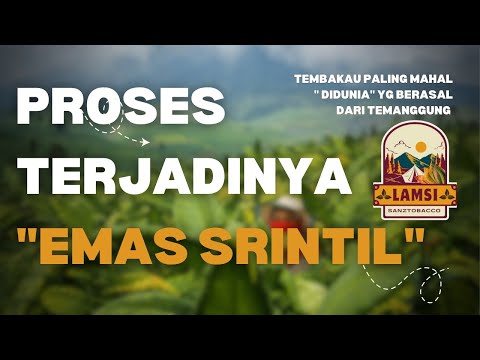 Terungkap !! jadi begini proses dan asal-usul srintil tembakau paling mahal didunia.