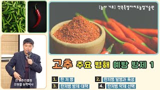 [ 고추 병해 예방과 방제 NO1 ]  고추 병해로 지긋 지긋하시죠?  알아야 대응 합니다! / 탄저병