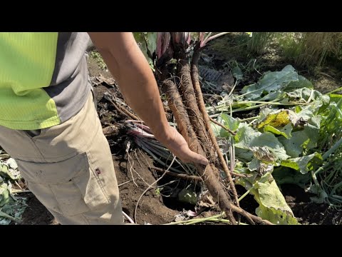 園芸 ごぼう、栽培ごぼう、ごぼう