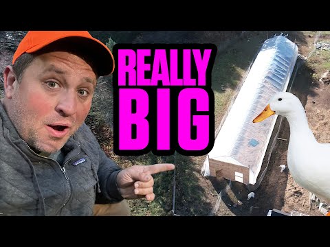 I Built a Giant Greenhouse for Birds (TIMELAPSE BUILD)