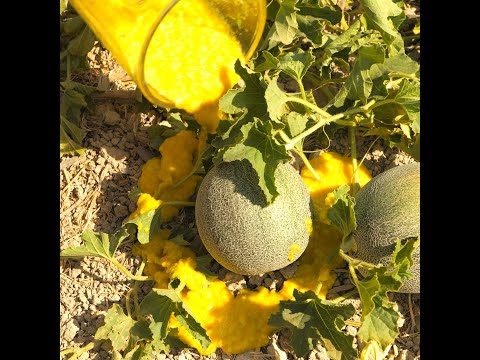 リサイクルされた物で鳥の巣を作る