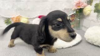 ミニチュアダックスの動画02