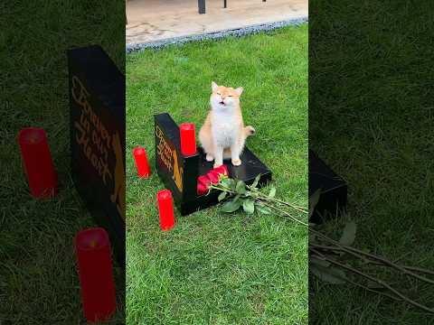 Cat Nika lost her love💔