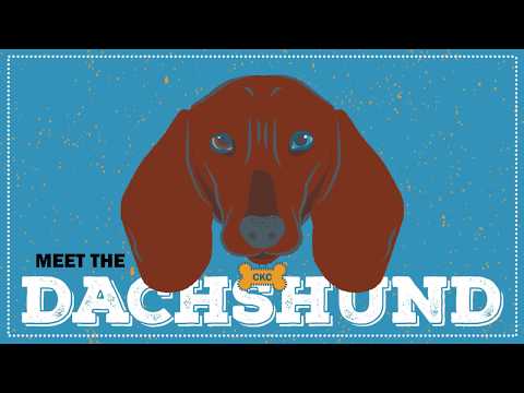 Dachshund | CKC Breed Facts & Profile