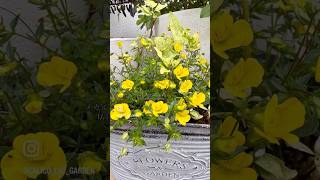 🌼#メカルドニアゴールドダスト（Mecardonia 'GoldDust'）#へデラ雪の華 #寄せ植え🪴