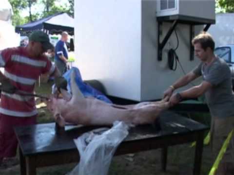 Vega - VEGA ANERICAN DREAM