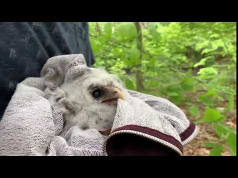 juvenile barred owl fallen from its nest is held by wildlife rescue