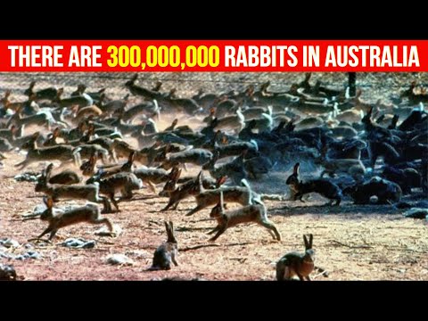 Why don't they eat wild rabbits in Australia? They have millions of them! The reason is surprising…