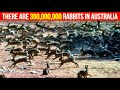 Why don't they eat wild rabbits in Australia? They have millions of them! The reason is surprising…