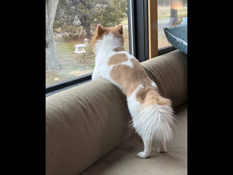 Don and Diane Shipley LIVE - January 12th at 1800 EST Thumbnail