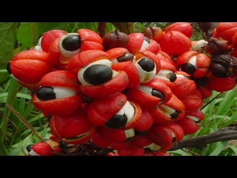 CREEPIEST Plants in the World