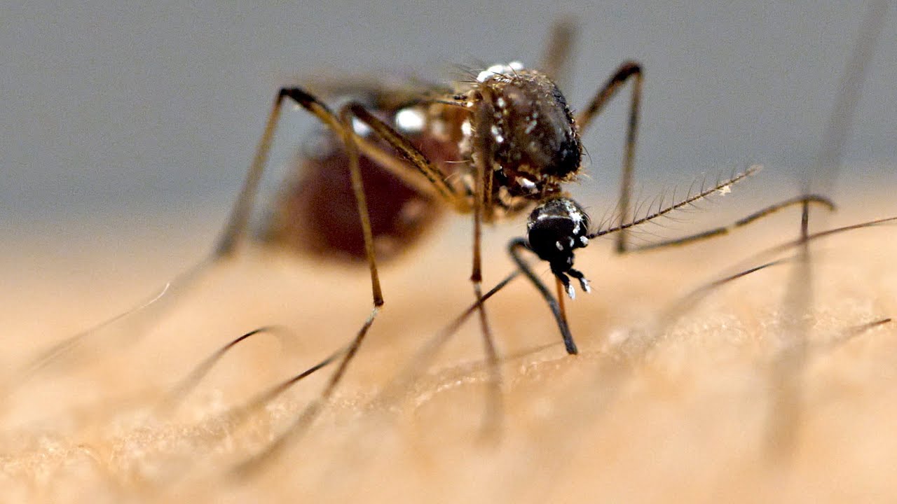 Why Mosquitoes Bite Some People More Than Others