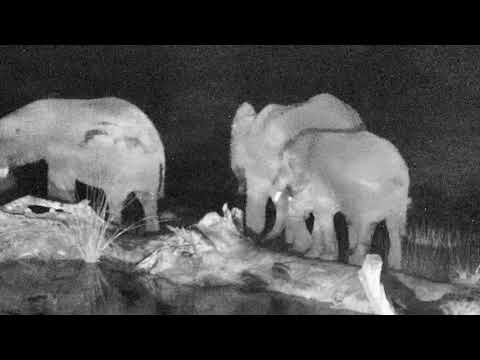 Breeding herd of elephants at the pan - 05/20/18