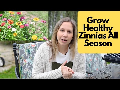 Best Tips For Growing Zinnias, everything you need to know| Cut Flowers