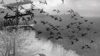 Bob Carpenter : The Believer