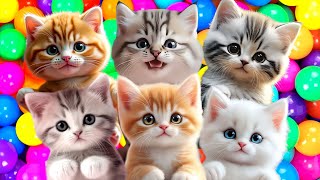 Download lagu ANAK KUCING MEONG MEONG | Lagu Anak Anak | Lagu Anak Indonesia Populer Si Meong Kucing Lucu mp3 Download lagu ANAK KUCING MEONG MEONG | Lagu Anak Anak | Lagu Anak Indonesia Populer Si Meong Kucing Lucu mp3