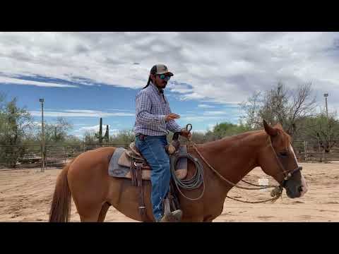 AZHT: Transitioning a Horse - Walk, Trot & Lope