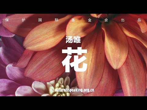 大自然在说话：汤唯 花|保护国际基金会（CI)