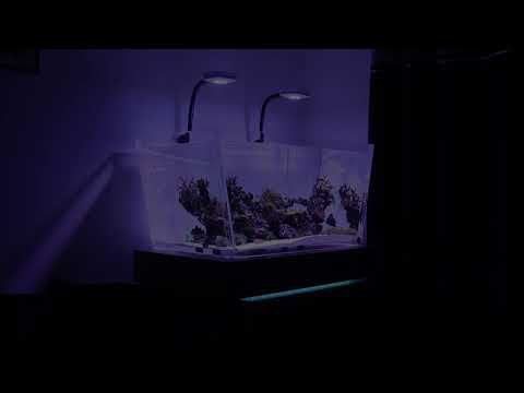 Amin Aquatics and Landscapes video.