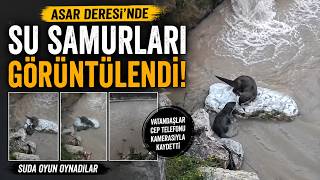 Su Samurlarının Deredeki Oyunu Kamerada