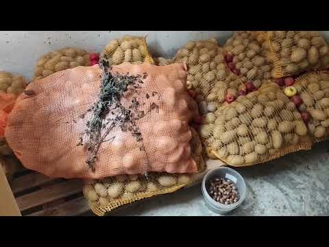 Earth in winter when the planet is on fire ;). Conditions for storing agricultural produce underg...