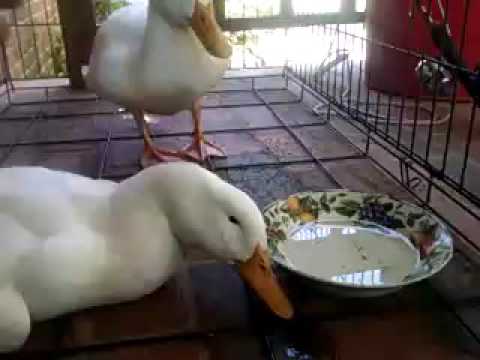 Drunk Ducks