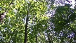 preview picture of video 'В летнем лесу. Природа России'
