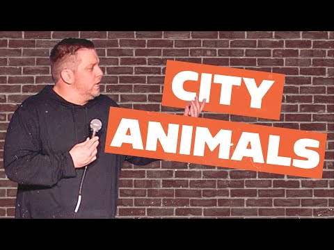 Best of Derrick Stroup City Animal Jokes (NYC Rats, Cats, Raccoons, Pigeons) | Derrick Stroup