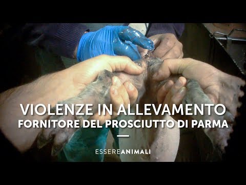 , title : 'Crudeltà su maiali in un allevamento del prosciutto di Parma - Essere Animali'