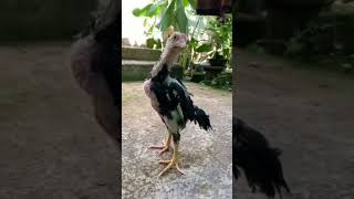 Download lagu ayam trondol #shorts #youtubeshorts #fypシ #ayamtrondol #trondol #viral mp3 Download lagu ayam trondol #shorts #youtubeshorts #fypシ #ayamtrondol #trondol #viral mp3