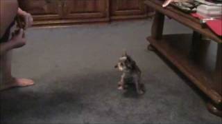 Delilah masters Lay Down, Roll Over