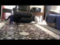 WHO CHASES WHO Doris Lily 2011