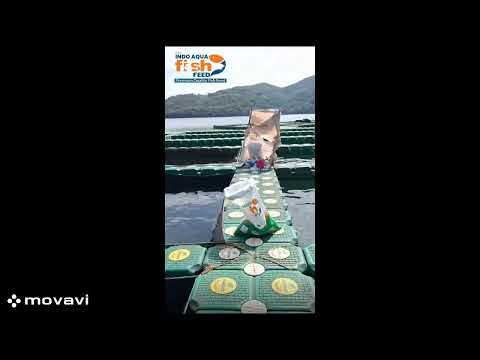 Granules pro indo aqua fish feed 32/4 protein - premium fish...