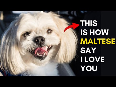 10 Signs that Your Maltese Dog Loves You But you Don't Know