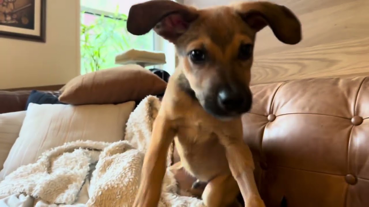 Endless Horizon, an adopted mixed breed in Poughkeepsie, NY video 6/6