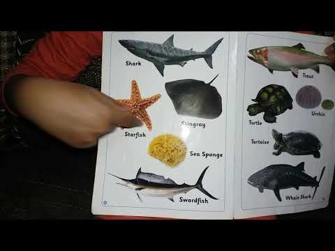 Srilekha Majeti || Sea Animals || 37th Video