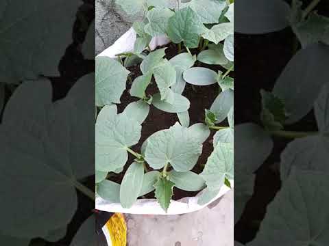 cucumber growing part 3