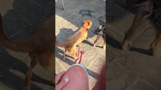 Video preview image #1 Chihuahua-Unknown Mix Puppy For Sale in Oakhurst, NJ, USA