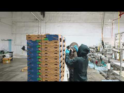 CENTRAL WEST BLUEBERRIES