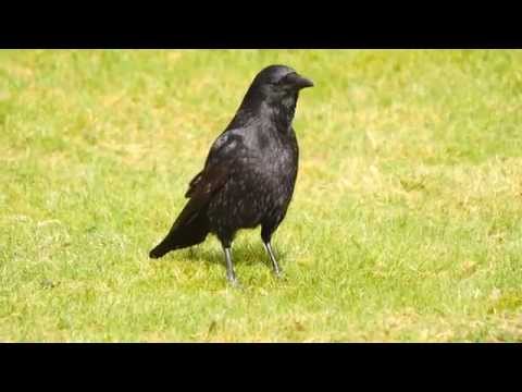 Carrion Crow (Corvus corone) / Rabenkrähen-Morphe der Aaskrähe [1]