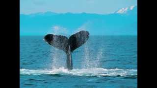 THE BIG BILL BLUES 20000