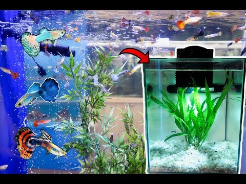 download lagu mp3 mp4 Guppies And Betta, download lagu Guppies And Betta gratis, unduh video klip Guppies And Betta