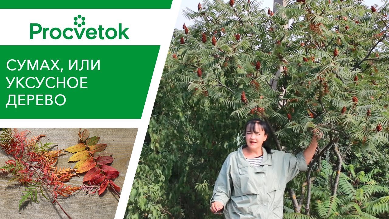 Сумах Уксусный