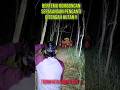 PENAMPAKAN SOSOK SEPASANG PENGANTIN SEDANG JALAN DI HUTAN MALAM JUMAT KLIWON