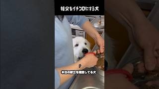 祖父をイチコロにする魅惑の愛犬　#greatpyrenees #大型犬のいる生活 #大型犬 #大型犬と暮らす #グレートピレニーズ #犬のいる生活 #愛犬 #癒し #ゴールデンレトリバー