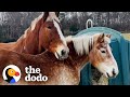 Giant Senior Rescue Horse Finds The Perfect Girlfriend | The Dodo Faith = Restored